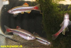 tanichthys-albonubes