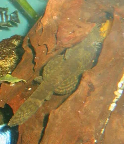 ancistrus-dolichopterus