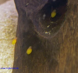 ancistrus-dolichopterus