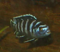 pseudotropheus-demasoni