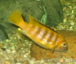 pseudotropheus-saulosi