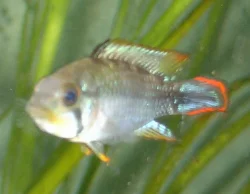 apistogramma-nijsseni