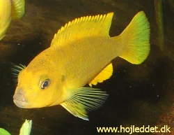 pseudotropheus-sp-ndumbi-gold