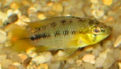 apistogramma-sp-opal