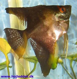 pterophyllum-scalare