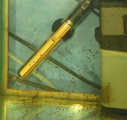 pterophyllum-scalare