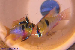 mikrogeophagus-ramirezi