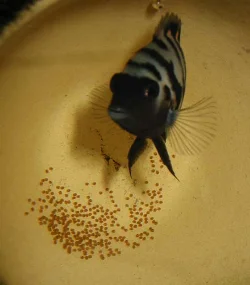 archocentrus-nigrofasciatus