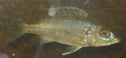 scianochromis-fryeri