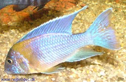 aulonocara-stuartgranti-chitimba