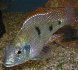 tramitichromis-intermedius