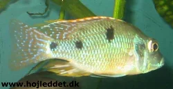 tramitichromis-intermedius