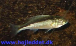 champsochromis-caeruleus