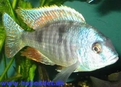 trematocranus-placodon