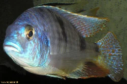 trematocranus-placodon