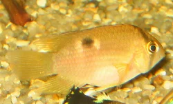 cleithracara-maronii