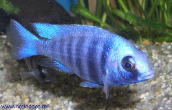 placidochromis-sp-phenochilus-tanzania