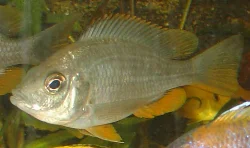 copadichromis-borleyi-kadango