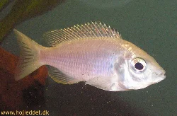 copadichromis-ilesi