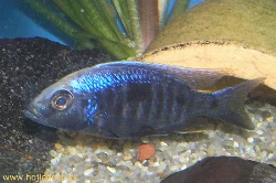 copadichromis-sp-mloto-red-tips