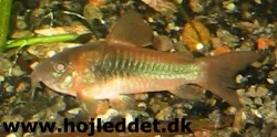 corydoras-aeneus