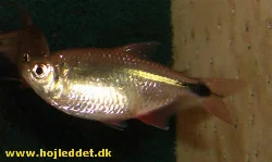 hyphessobrycon-anisitsi