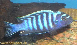 cynotilapia-afra-sp-yellow-top