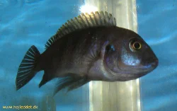 cynotilapia-afra-sp-yellow-top