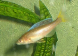 cyprichromis-leptosoma