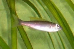 cyprichromis-leptosoma