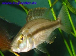 dimidiochromis-compressiceps