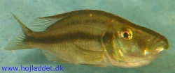 dimidiochromis-compressiceps