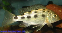fossorochromis-rostratus