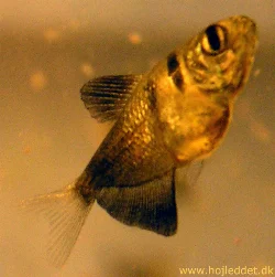 gymnocorymbus-ternetzi