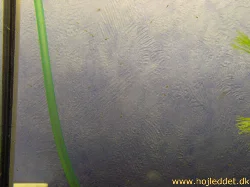 gymnocorymbus-ternetzi