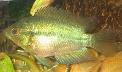 herotilapia-multispinosa