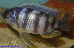 protomelas-sp-steveni-taiwan