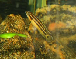 julidochromis-ornatus