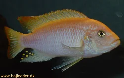 metriaclima-estherea