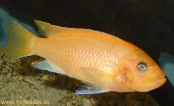 metriaclima-estherea