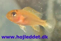 metriaclima-estherea