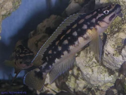 julidochromis-transcriptus-kalemie