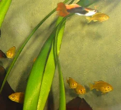 labidochromis-caeruleus