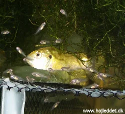 pseudocrenilabrus-multicolor