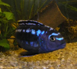 melanochromis-johannii