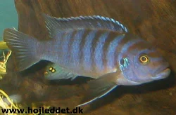 metriaclima-sp-zebra-chilumba