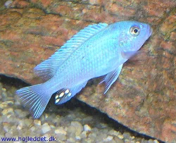 metriaclima-callainos-sp-bright-blue