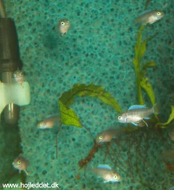 metriaclima-callainos-sp-bright-blue