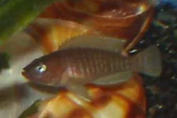 neolamprologus-multifasciatus