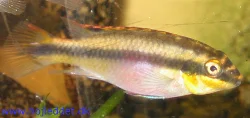 pelvicachromis-pulcher